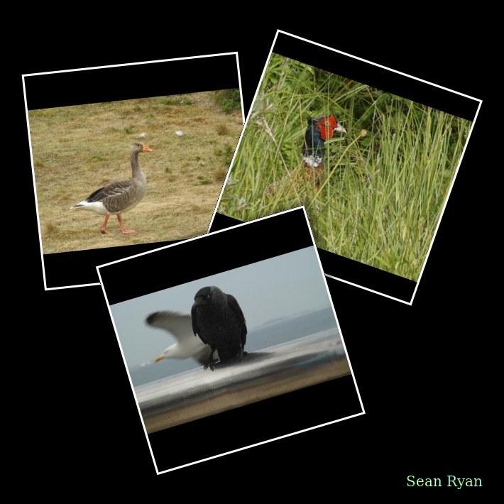 2025-06 - Texel Birds Walking Around