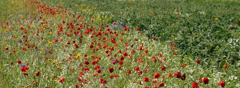 2025-06 - Texel Flower Scape - RX101315.editted