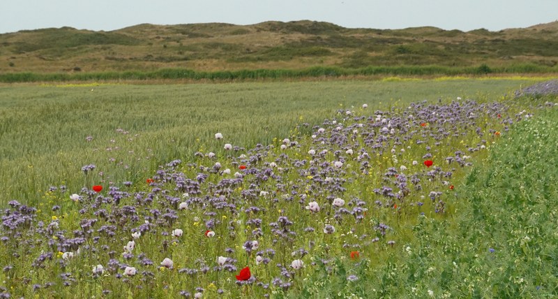 2025-06 - Texel Flower Scape - RX101396.editted