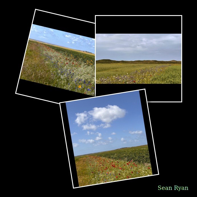 2025-06 - Texel Flower Scape