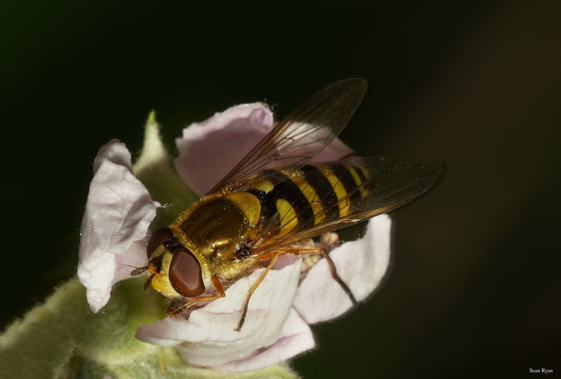 2025-06 - Texel Summer Bugs - SA707467.crop.editted