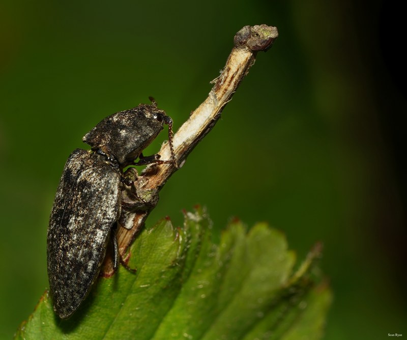 2025-06 - Texel Summer Bugs - SA707483.cropped