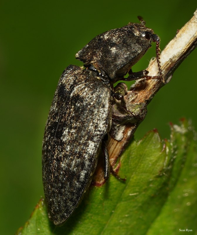 2025-06 - Texel Summer Bugs - SA707483.cropped.more