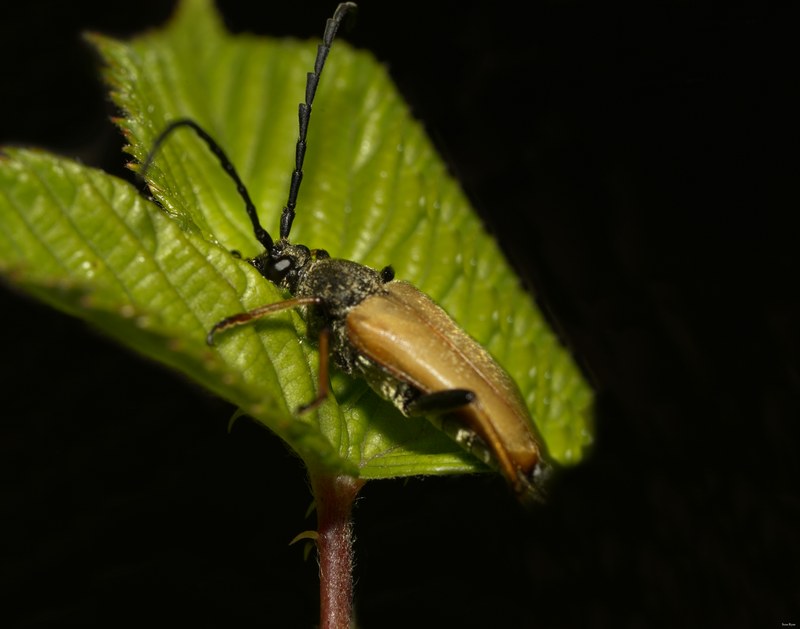 2025-06 - Texel Summer Bugs - SA707487.nice.editted