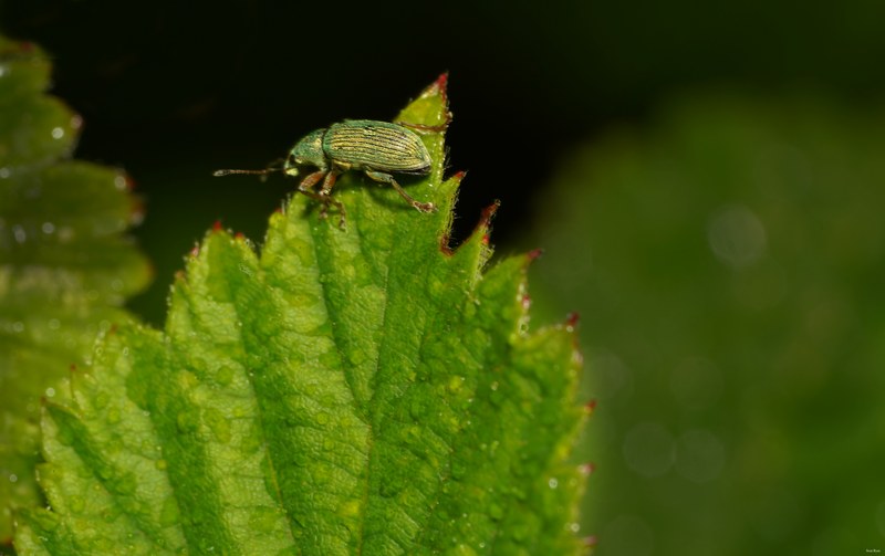 2025-06 - Texel Summer Bugs - SA707488.crop.editted