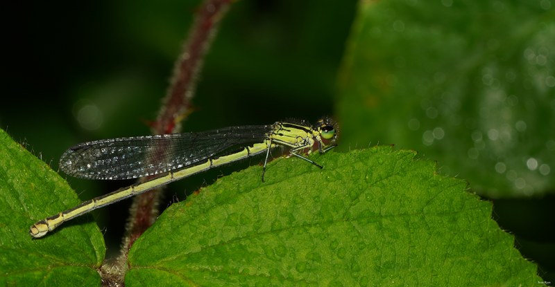 2025-06 - Texel Summer Bugs - SA707497.crop.editted.