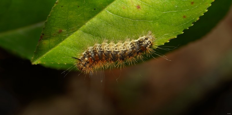 2025-06 - Texel Summer Bugs - SA707499.editted