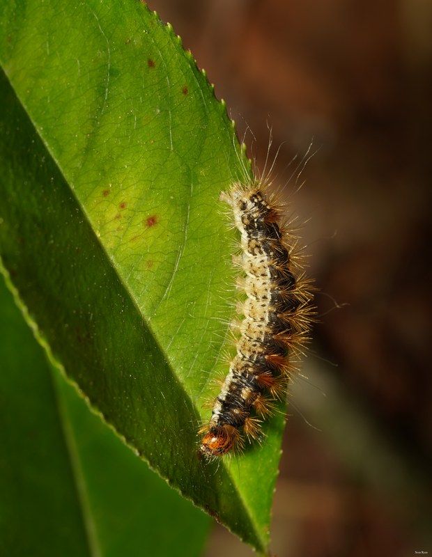 2025-06 - Texel Summer Bugs - SA707500.cropped
