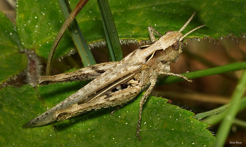 2025-06 - Texel Summer Bugs - SA707502.good.crop.editted.2.cropped