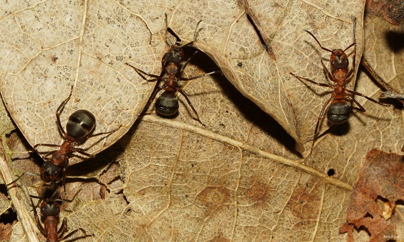 2025-06 - Texel Summer Bugs - SA707526.nice.crop-a-lot.cropped-2