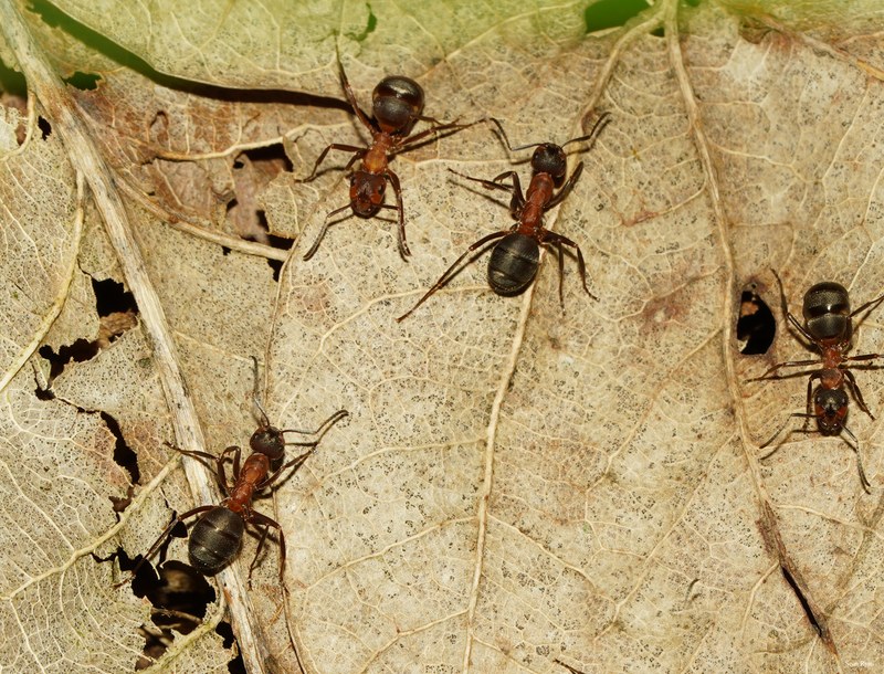 2025-06 - Texel Summer Bugs - SA707526.nice.crop-a-lot.cropped-3