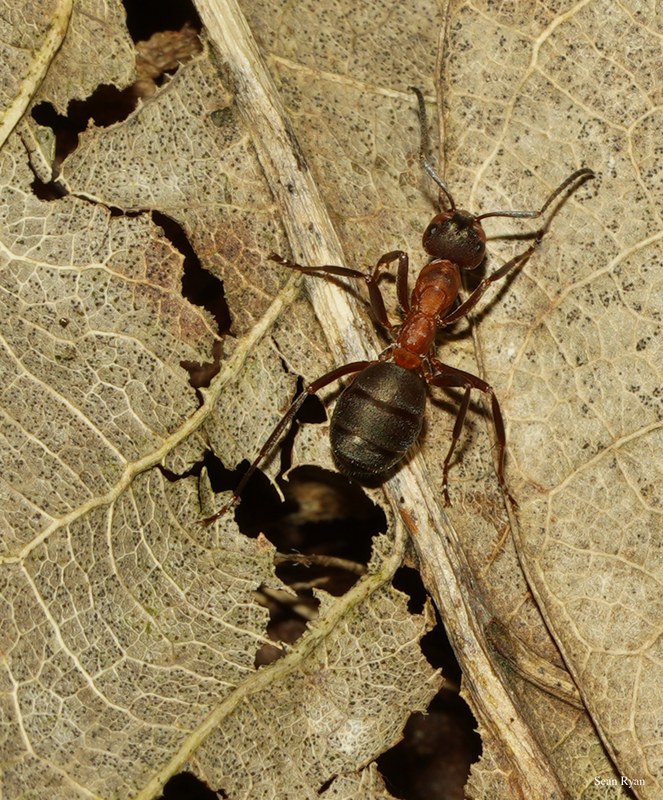 2025-06 - Texel Summer Bugs - SA707526.nice.crop-a-lot.cropped-4