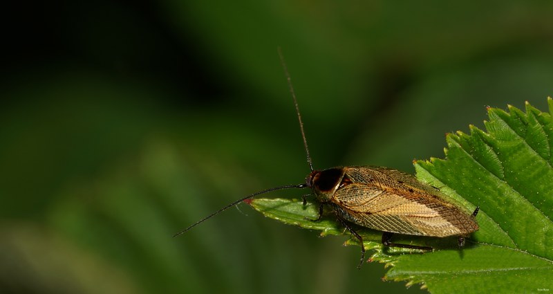 2025-06 - Texel Summer Bugs - SA707545.editted