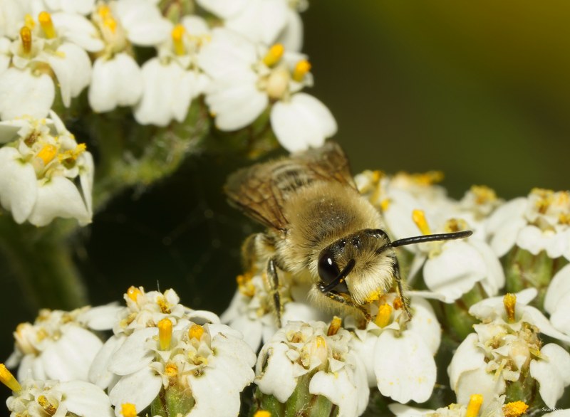 2025-06 - Texel Summer Bugs - SA707569.good.crop-a-lot.editted