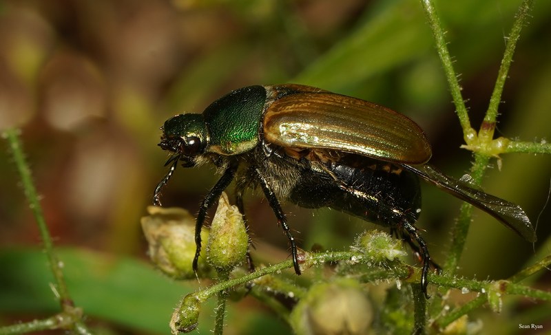 2025-06 - Texel Summer Bugs - SA707590.crop-in.cropped