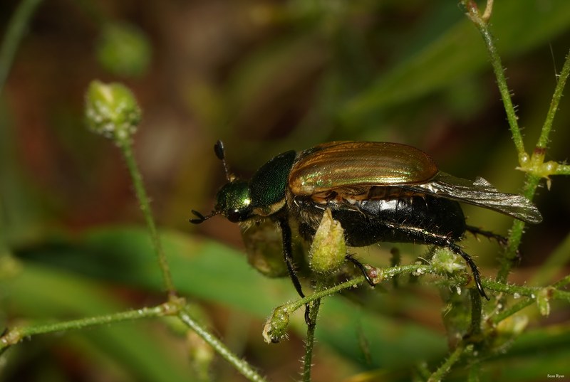 2025-06 - Texel Summer Bugs - SA707591.crop-in.cropped