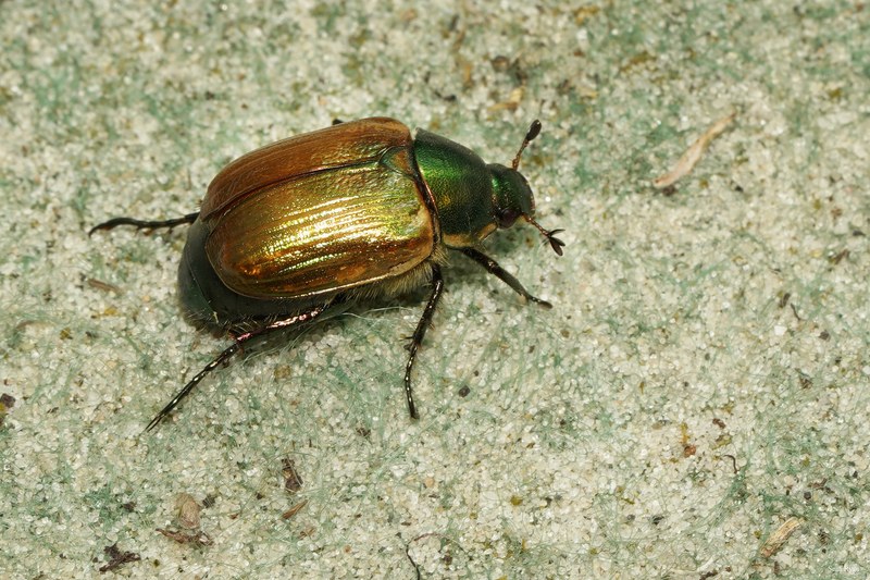 2025-06 - Texel Summer Bugs - SA707595.editted.cropped