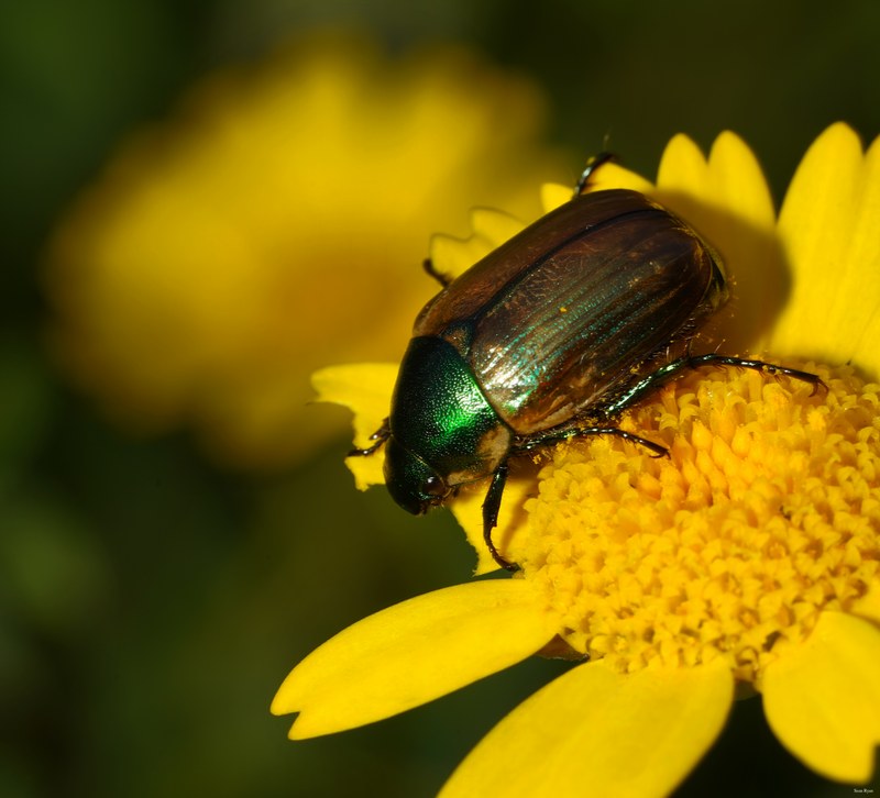 2025-06 - Texel Summer Bugs - SA707616.crop.editted