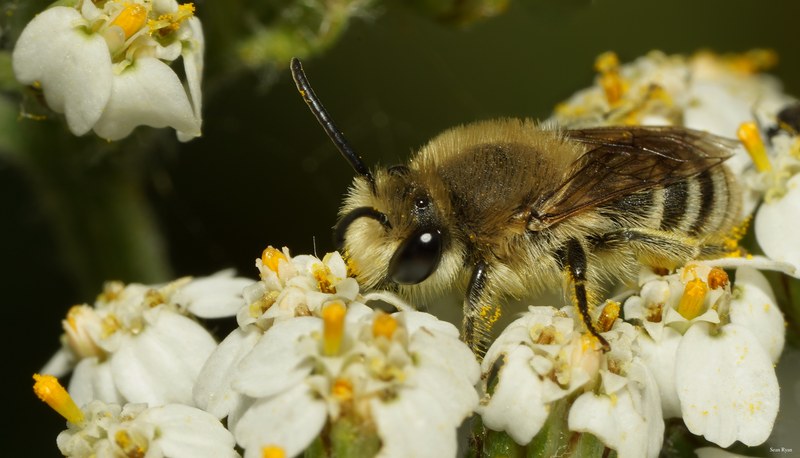 2025-06 - Texel Summer Bugs