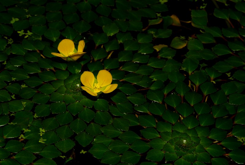 Flowers - SA708929.editted