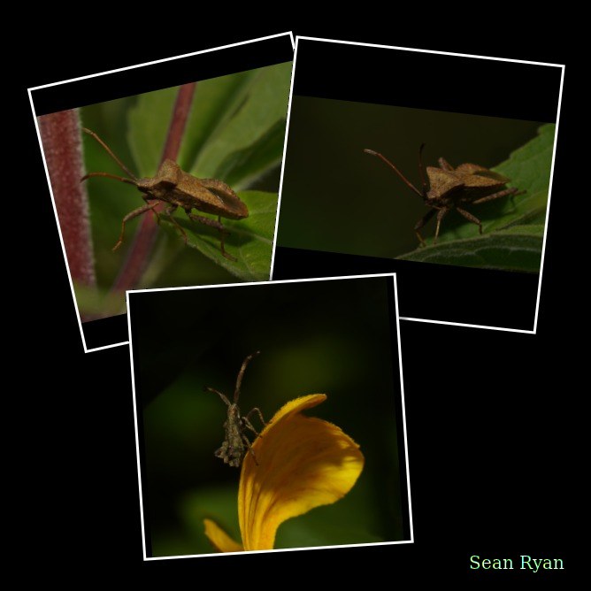 2025-08 - Bees At Apiary Near Clingandael - The Hague