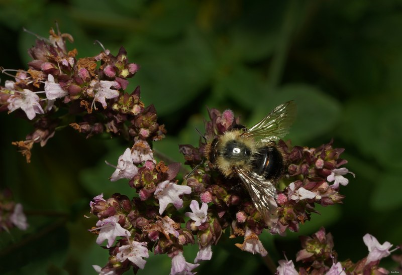 Bumble-bees - Every Day Photos