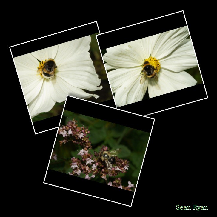 Bumble-bees - Every Day Photos