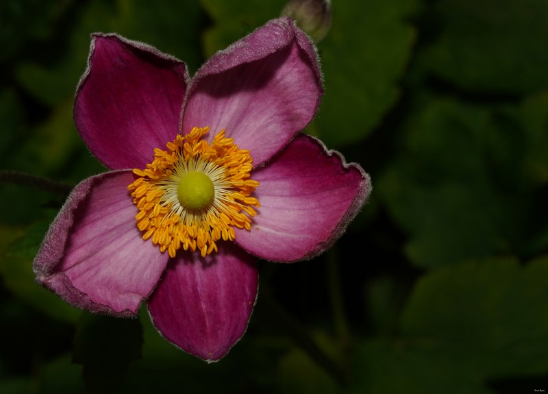 Flowers - Every Day Photos