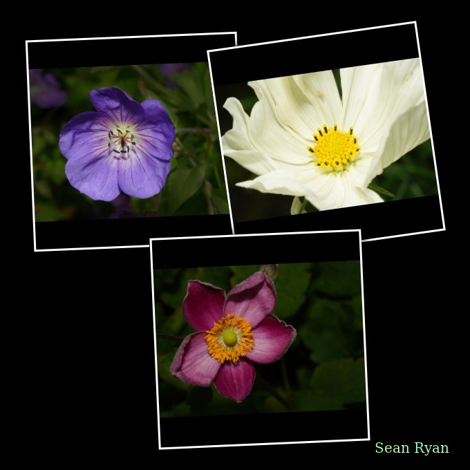 Flowers - Every Day Photos