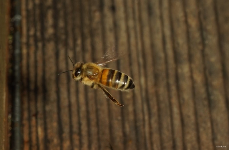 Honey-bees - SA709061.good.cropped.more