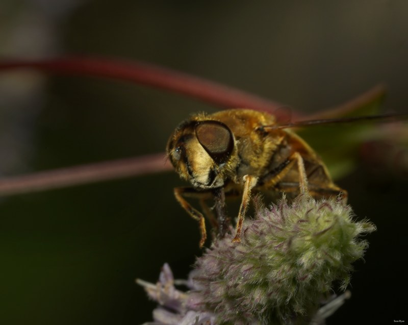 Honey-bees - Every Day Photos