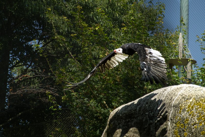 2025-08 - Blijdorp Zoo Rotterdam - RX102257.editted