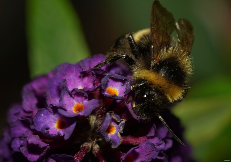 Bees - SA709087.good.editted