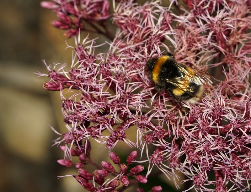 Bees - SA709090.ok.editted