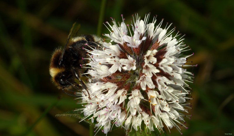 Bees - SA709289.crop.better.cropped