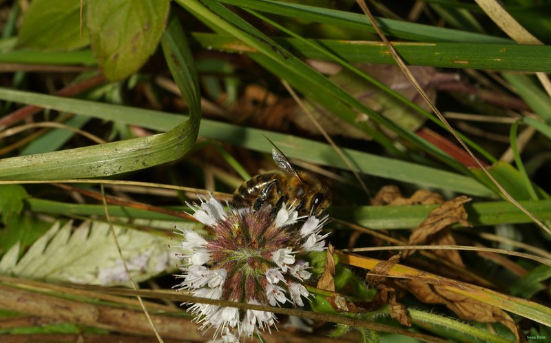 Bees - SA709296.crop.cropped