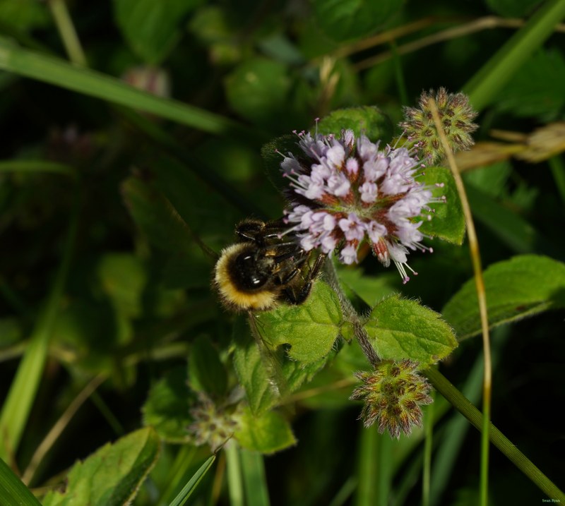 Bees - SA709301.crop.cropped