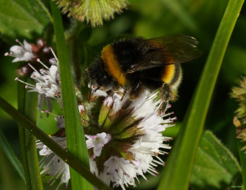 Bees - SA709311.crop.cropped.2