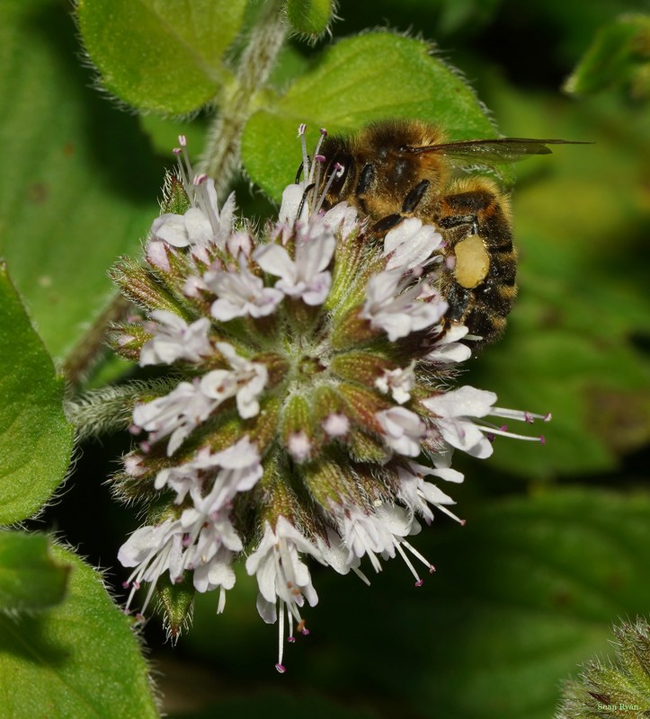 Bees - SA709314.crop.cropped