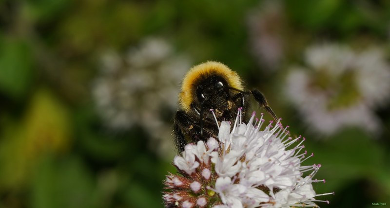 Bees - SA709315.crop.cropped