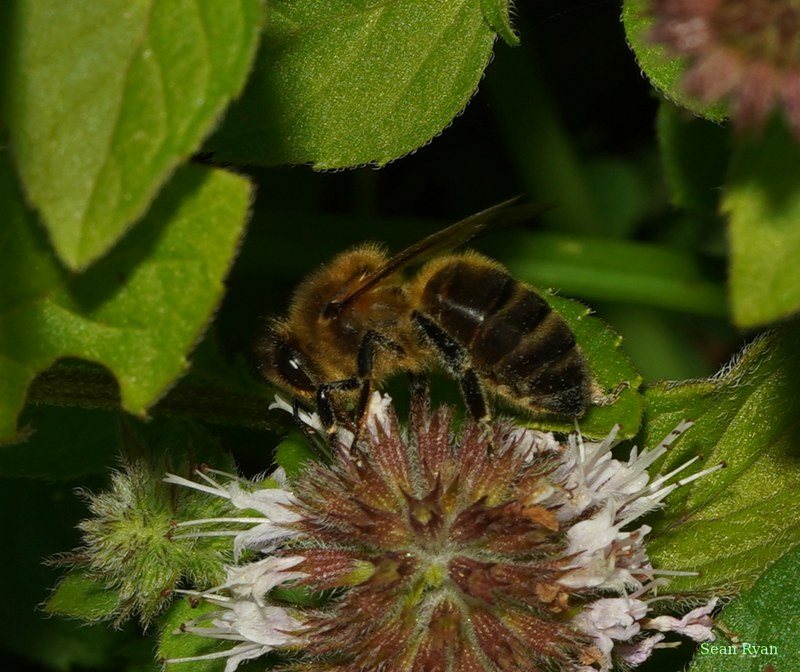 Bees - SA709327.crop.cropped.2