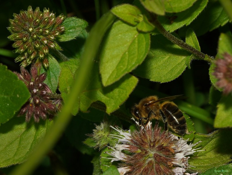 Bees - SA709327.crop.cropped