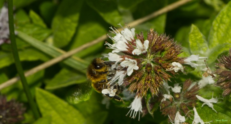Bees - SA709333.editted