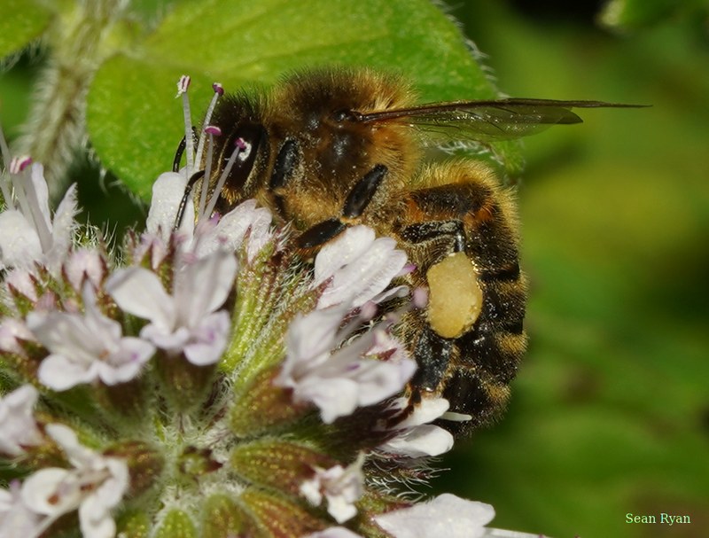Bees - cover.SA709314.crop.cropped.more