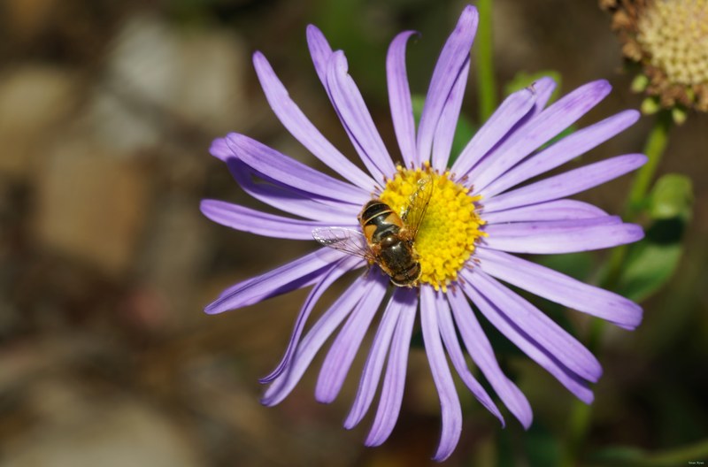 Bugs - SA709097.ok.cropped