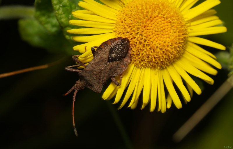 Bugs - SA709307.crop.cropped