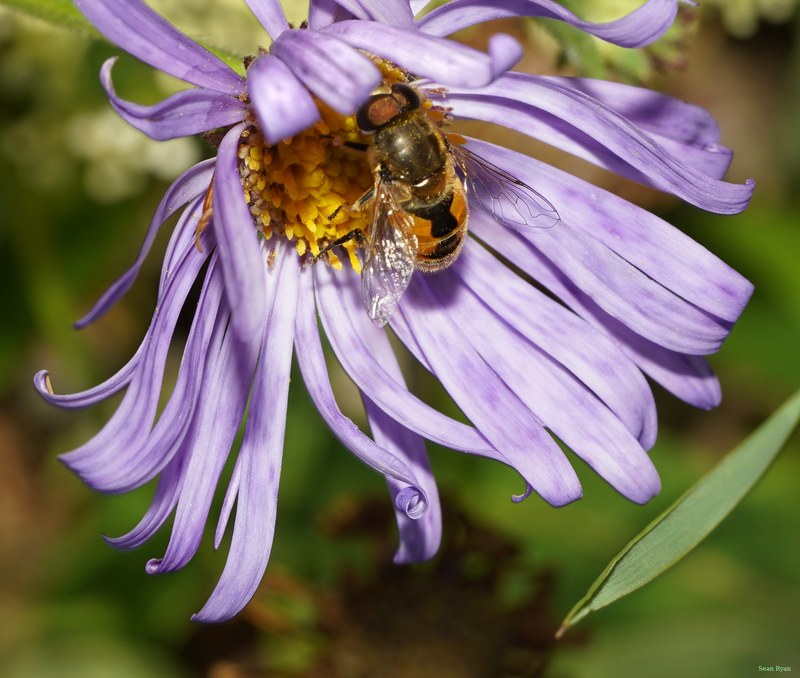 Bugs - cover.SA709102.crop.cropped