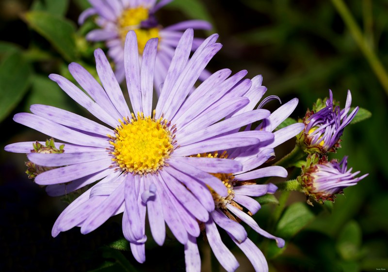 Flowers - SA709094.crop.wb.editted