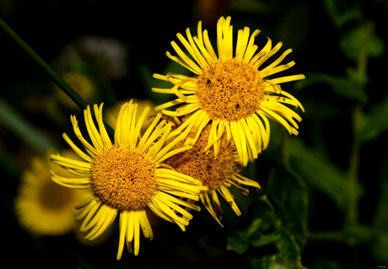 Flowers - SA709285.editted