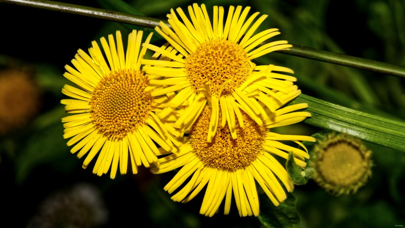 Flowers - SA709286.editted